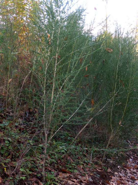 Adenocarpus complicatus / Ginestra ghiandolosa