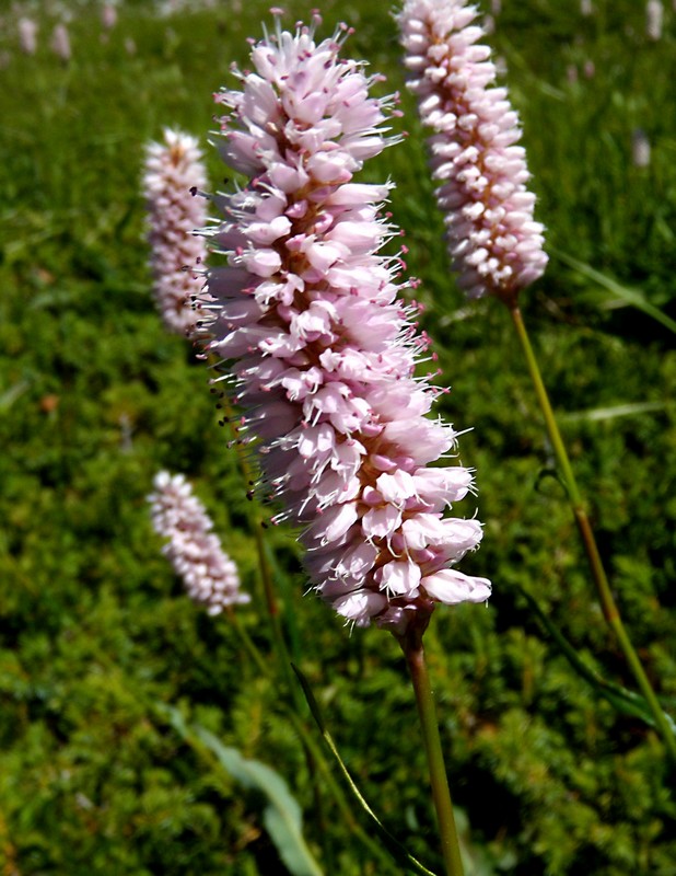 Bistorta officinalis