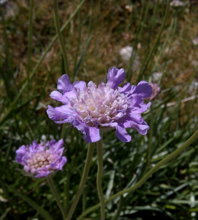 Lomelosia graminifolia / Vedovina strisciante