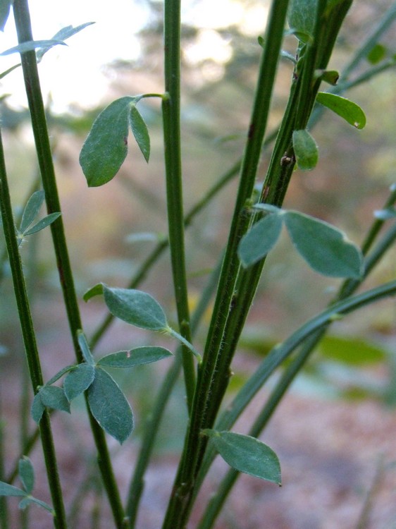 Cytisus scoparius