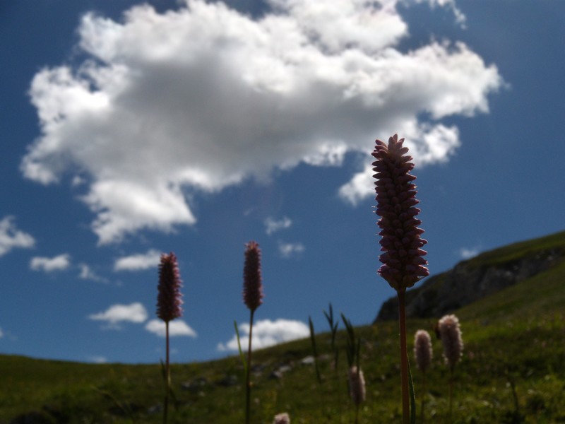 Bistorta officinalis