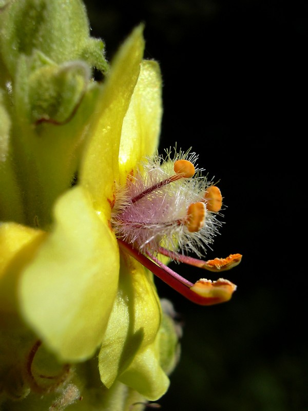 Verbascum cfr.longifolium