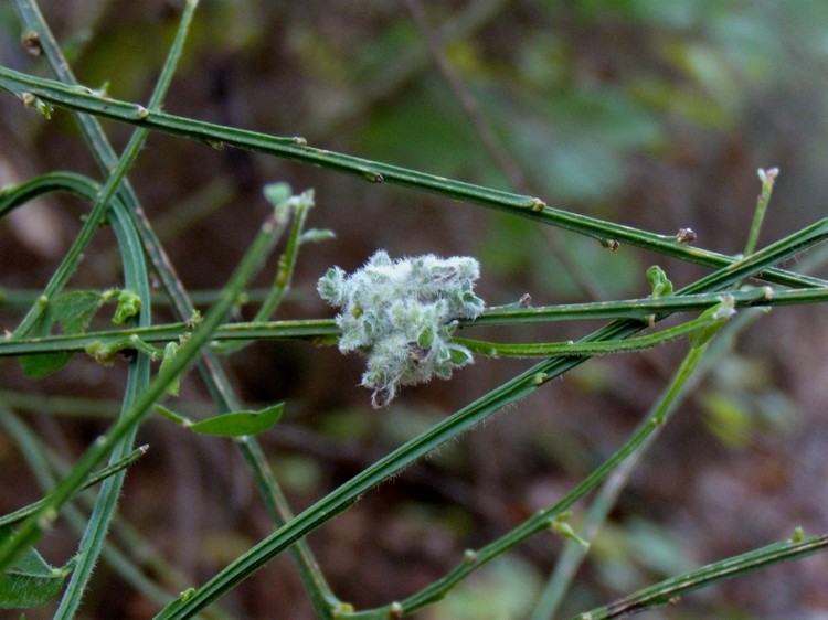 Cytisus scoparius