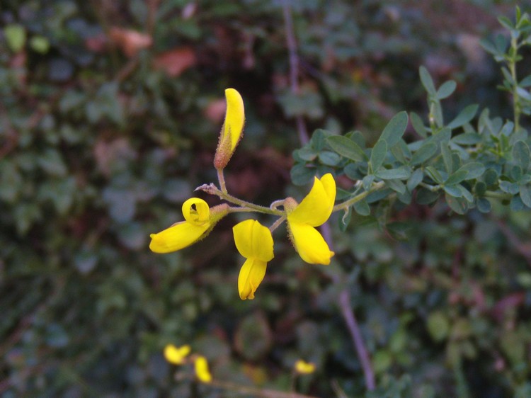 Adenocarpus complicatus / Ginestra ghiandolosa