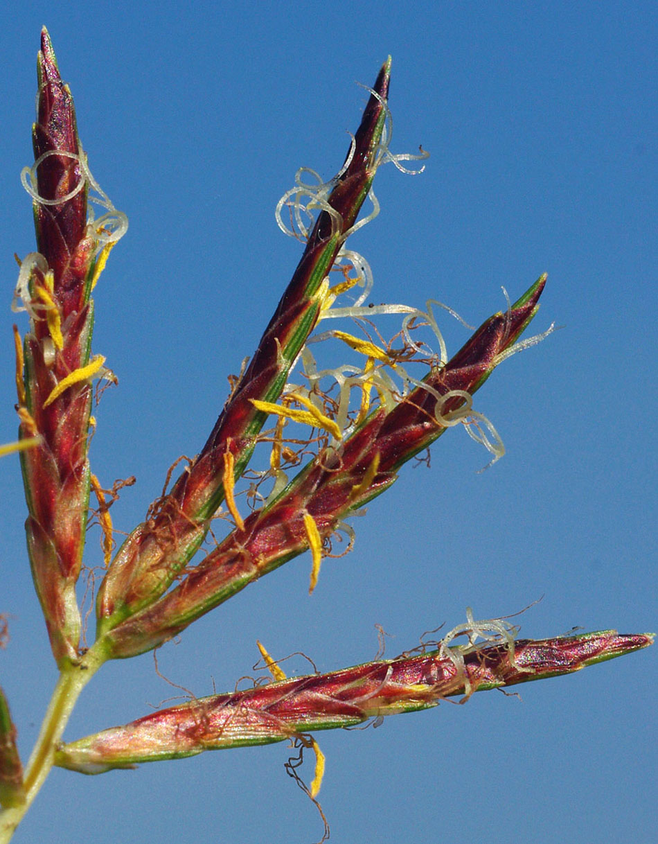 Cyperus rotundus / zigolo infestante