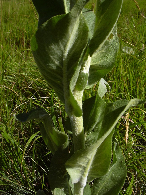 Verbascum cfr.longifolium