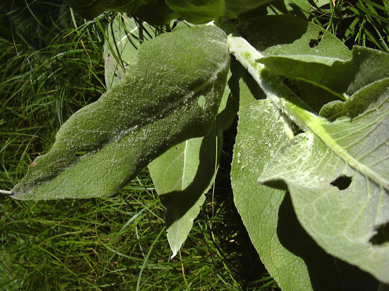 Verbascum cfr.longifolium