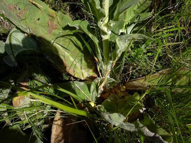 Verbascum cfr.longifolium