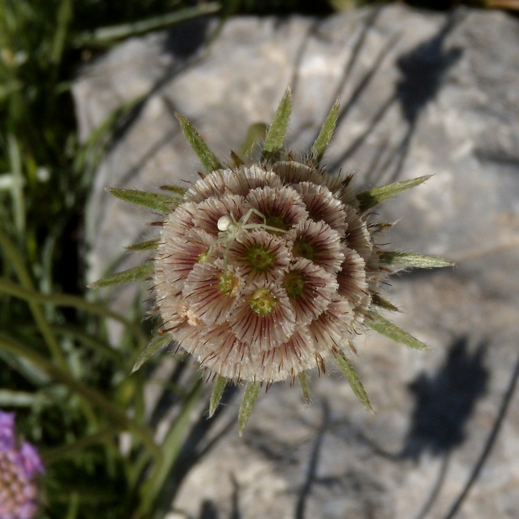 Lomelosia graminifolia / Vedovina strisciante