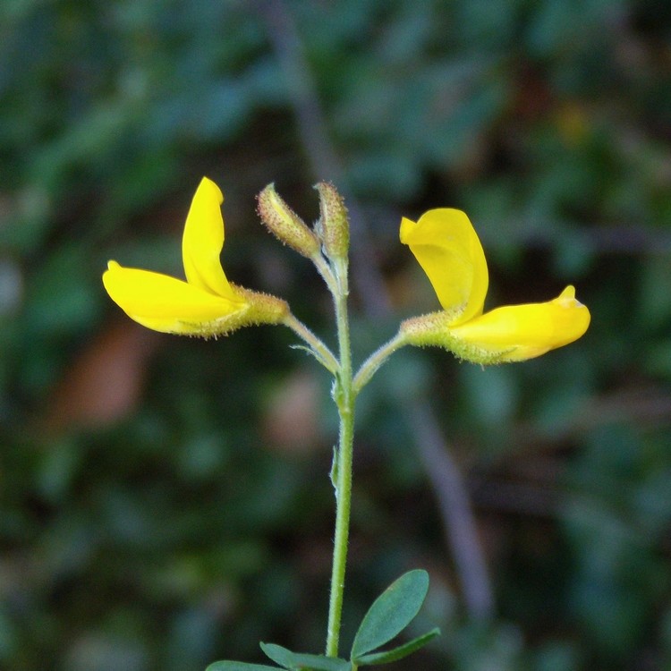 Adenocarpus complicatus / Ginestra ghiandolosa