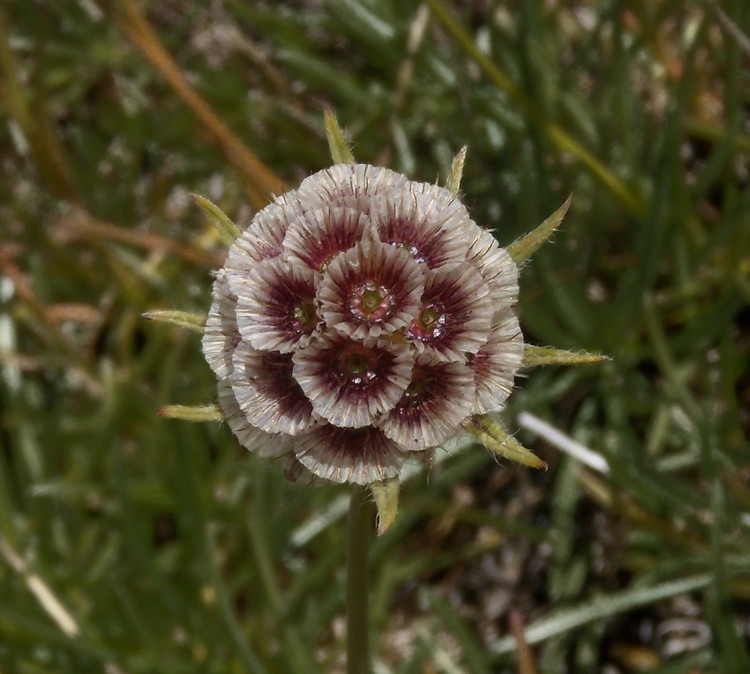 Lomelosia graminifolia / Vedovina strisciante