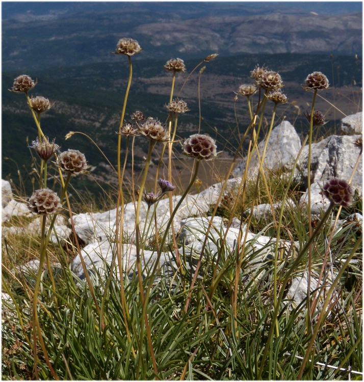 Lomelosia graminifolia / Vedovina strisciante