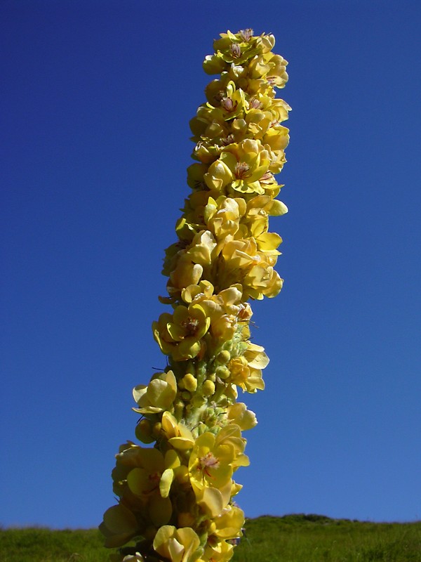 Verbascum cfr.longifolium