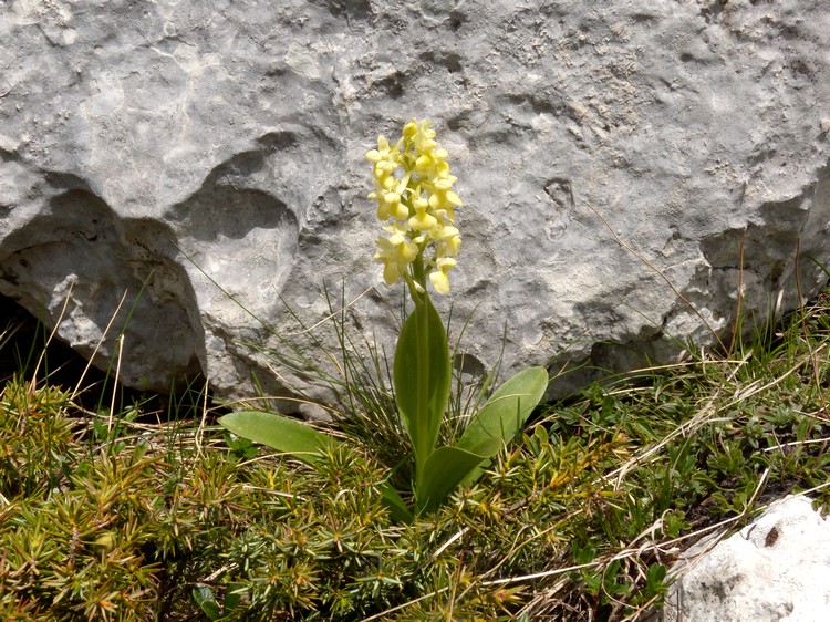 orchidea dai M. Simbruini 2