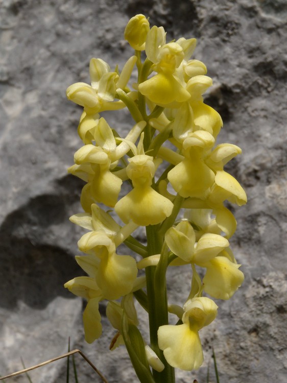 orchidea dai M. Simbruini 2