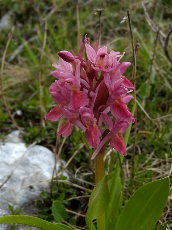 Dactylorhiza...