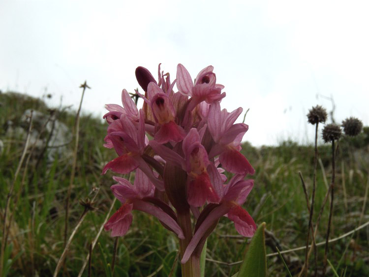 Dactylorhiza...