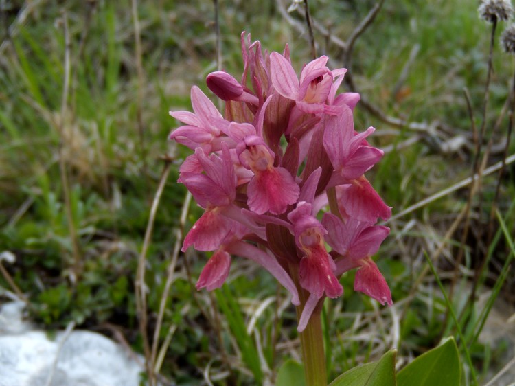 Dactylorhiza...