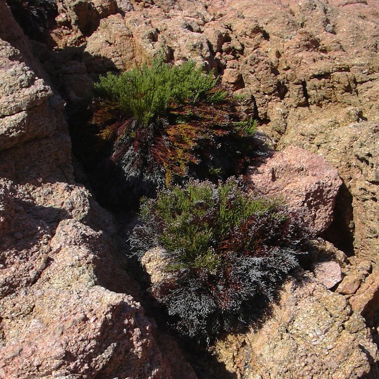 sulla scogliera - Limonium sp.