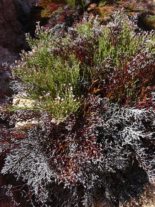 sulla scogliera - Limonium sp.