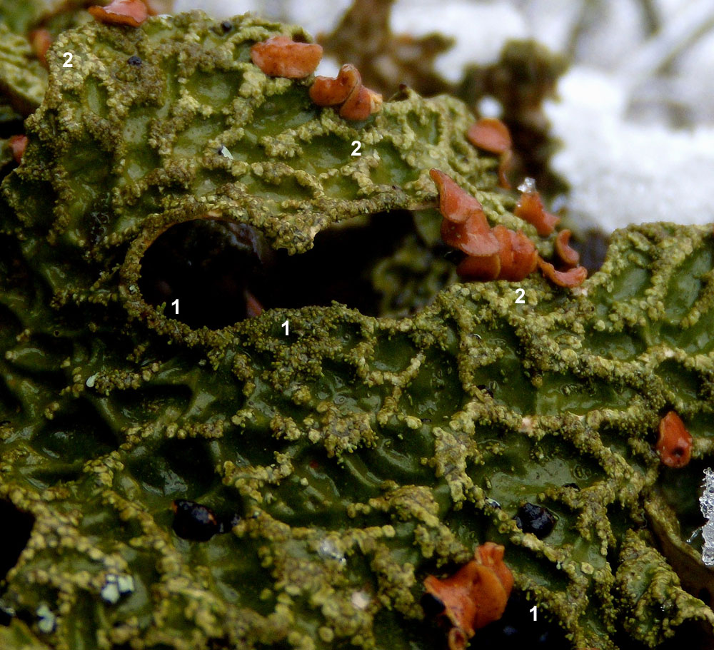 Lobaria polmonata