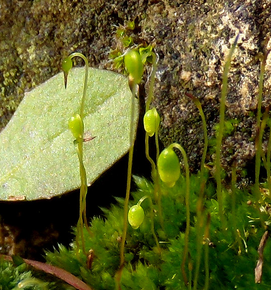 muschio (Bryum?) su tufo