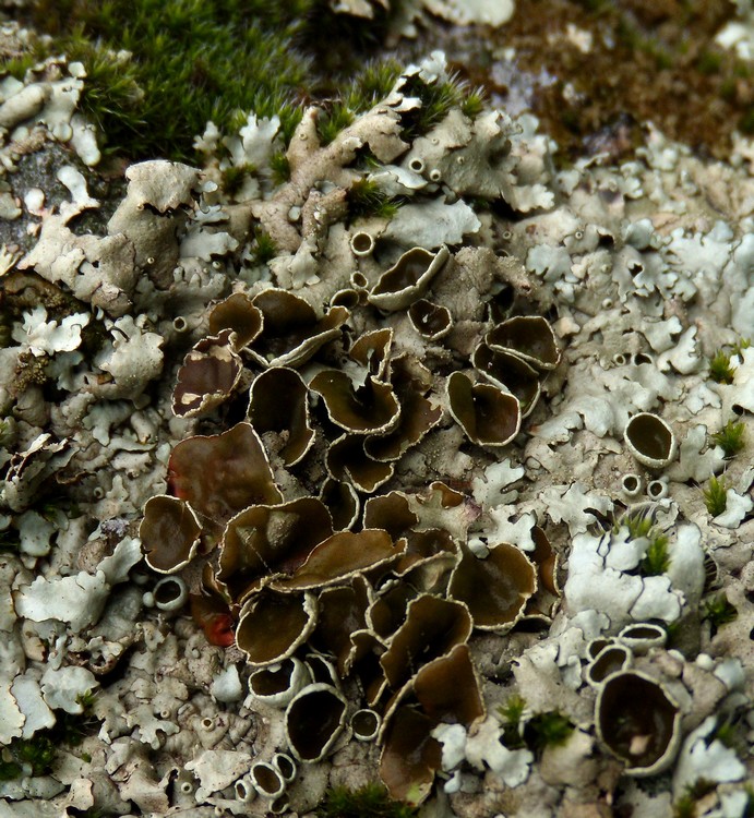 foglioso su tufo