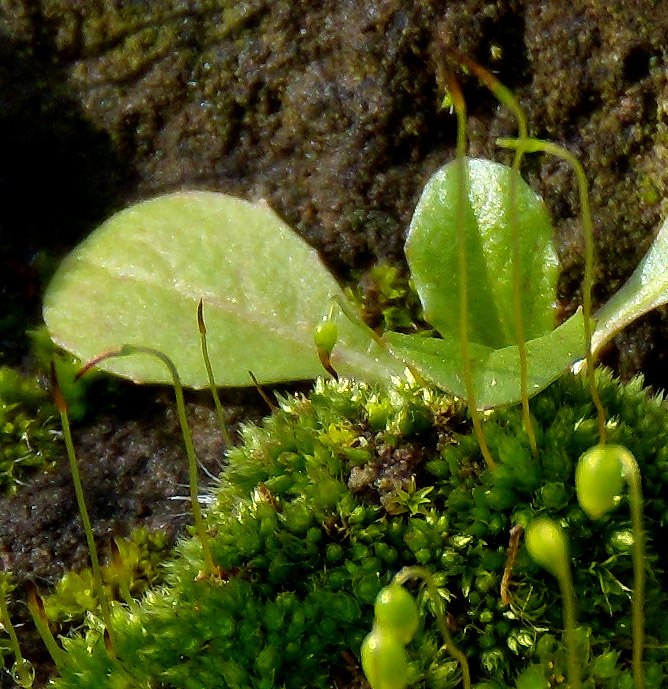 muschio (Bryum?) su tufo