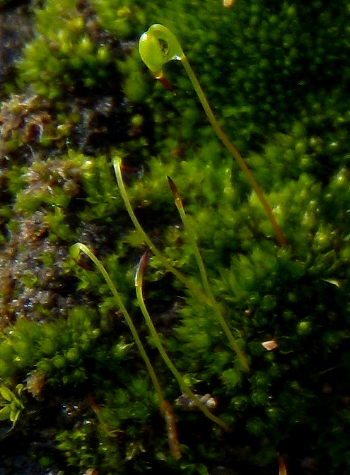 muschio (Bryum?) su tufo