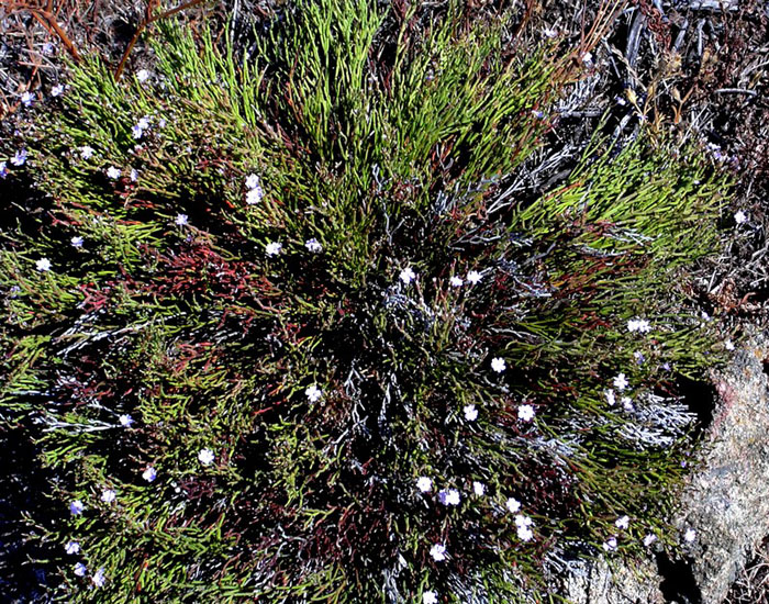 sulla scogliera - Limonium sp.