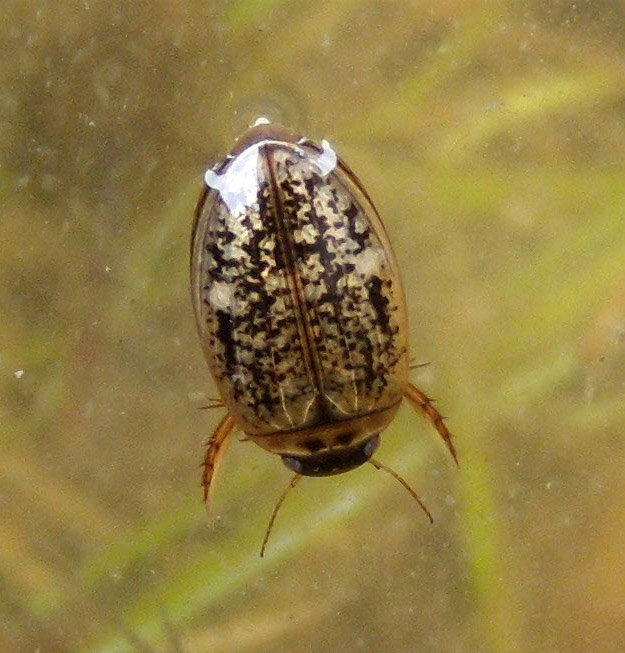 Dytiiscidae da determinare:  Agabus (Gaurodytes) cfr. nebulosus