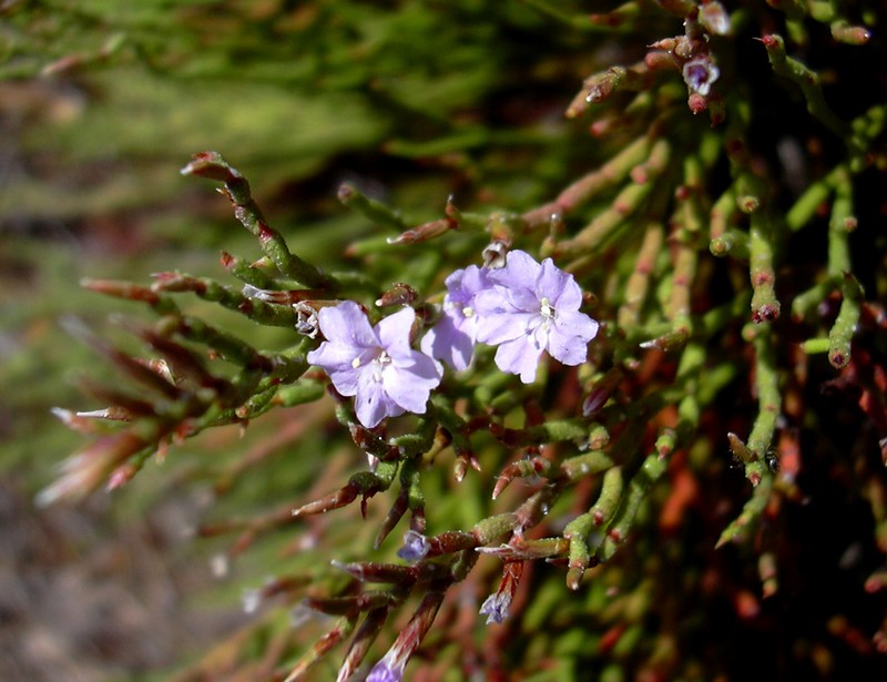 sulla scogliera - Limonium sp.