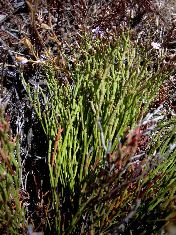 sulla scogliera - Limonium sp.