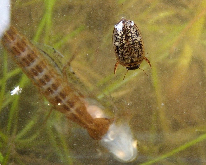 Dytiiscidae da determinare:  Agabus (Gaurodytes) cfr. nebulosus