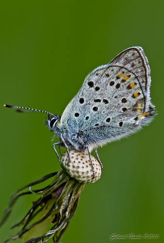 Lysandra bellargus ?