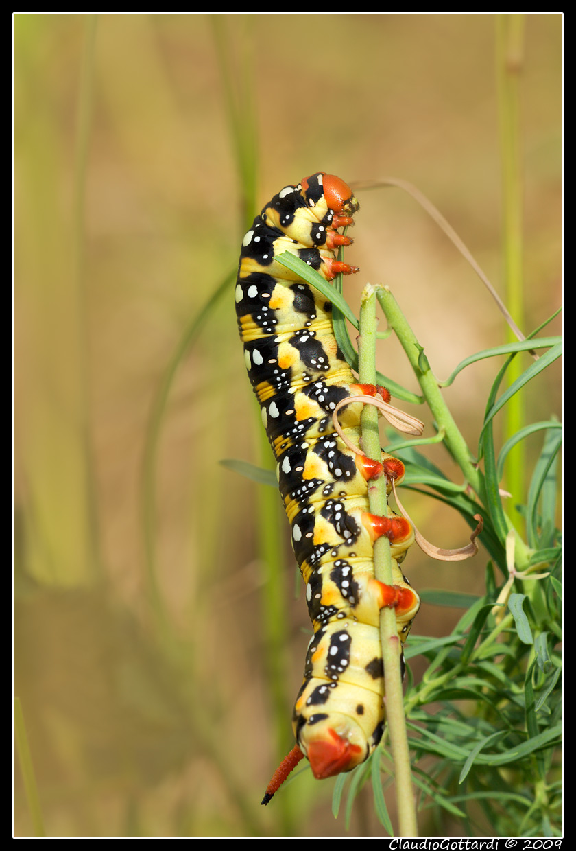 Sphingidae Hyles euphorbiae