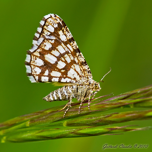 farfallina da identificare - Chiasmia clathrata