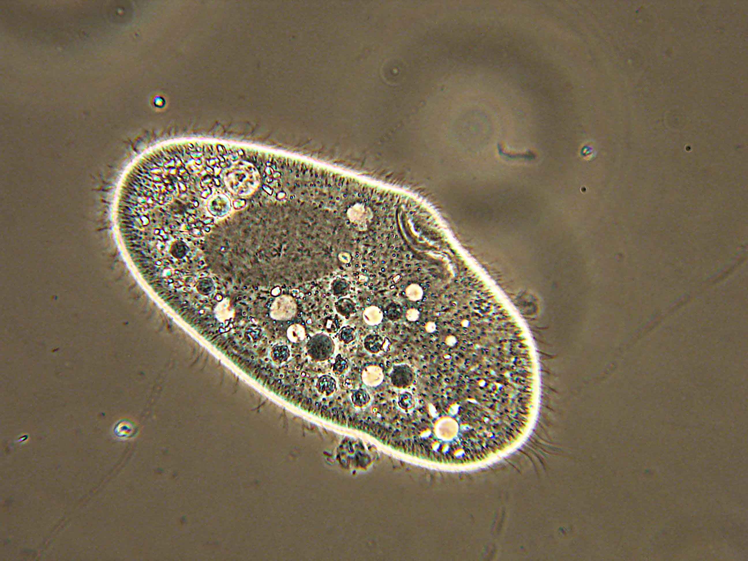 Простейшие фото с названиями. Инфузория-туфелька протисты. Инфузории Paramecium. Одноклеточные инфузория туфелька. Инфузория ПАРАМЕЦИЯ.