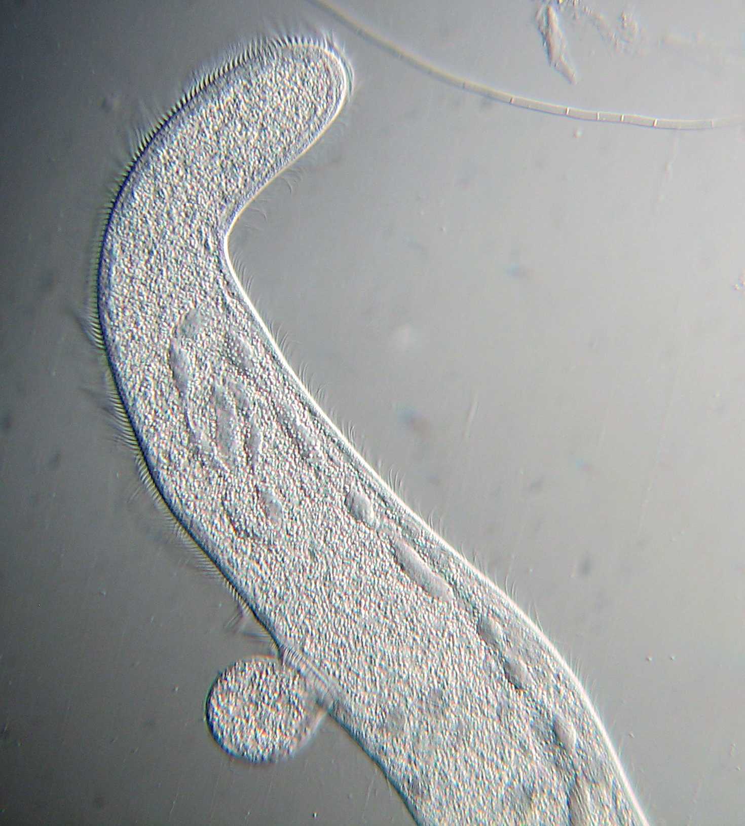 Spirostomum