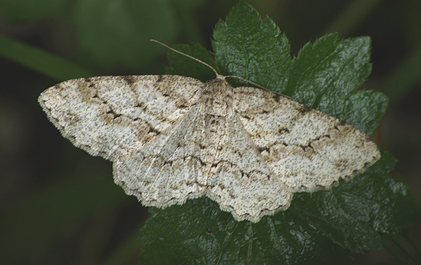 notturna da identificare - Ectropis crepuscularia