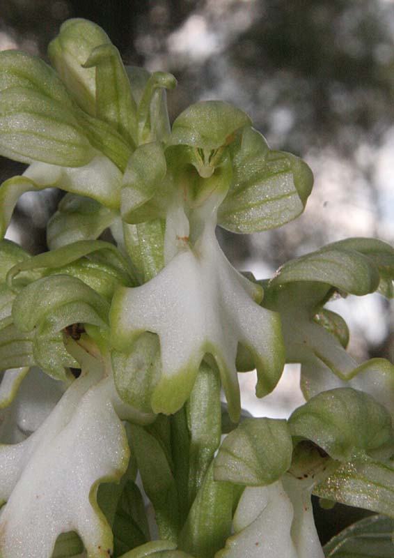 Barlia Robertiana Apocromatica