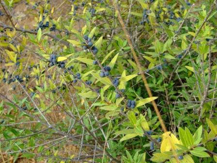 arbusto - Phillyrea angustifolia