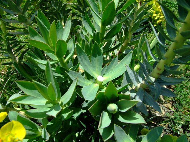 Euphorbia rigida