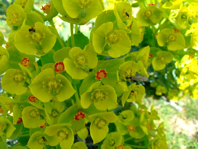 Euphorbia rigida