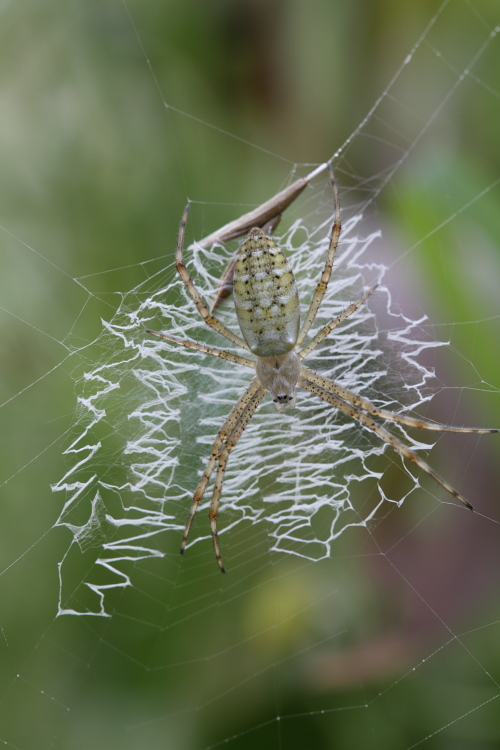 Argiope bruennichi