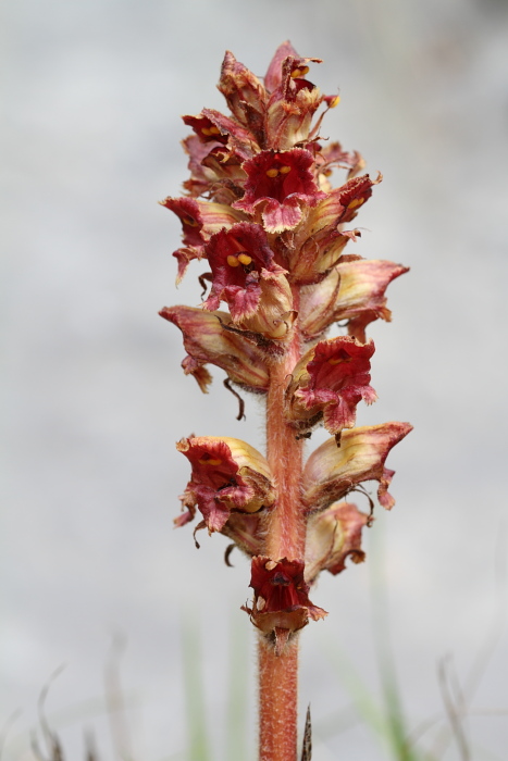 E'' un''orchidea? no, Orobanche cfr.variegata (Lamiales - Orobanchaceae)