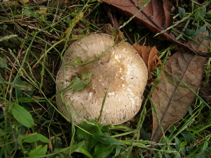 Agarico da determinare