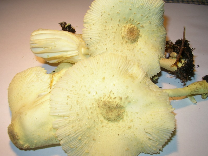 da determinare (Leucocoprinus sp.)