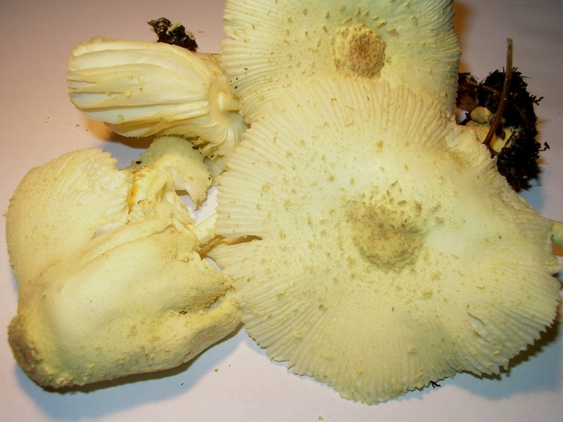 da determinare (Leucocoprinus sp.)