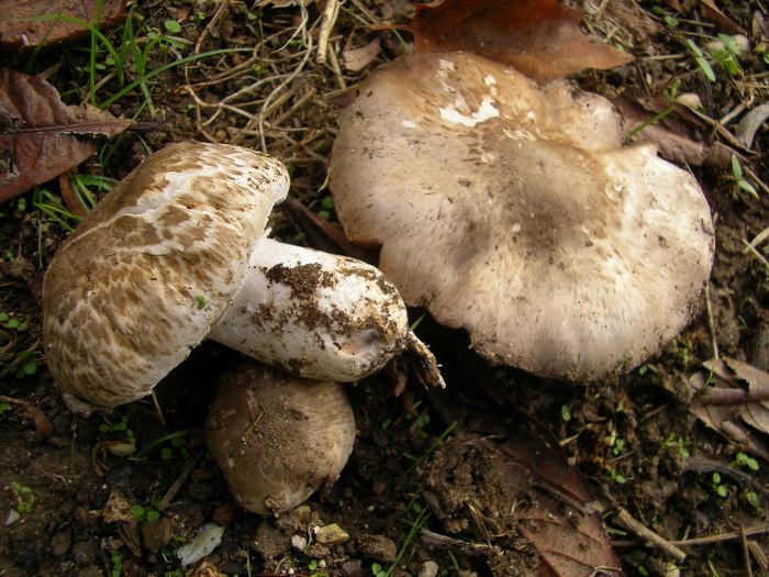 Agarico da determinare